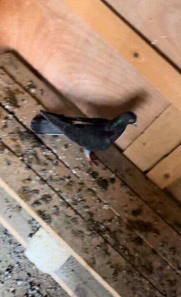 Heyvanlar üçün mallar: 4 ərkəy tam sağlam quşlardi yayda tutulan heyvanlardi satlir 30 manat — 3