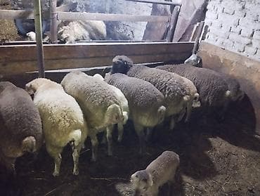 mal qoyun: Əmlik quzu . tərəzi ilə 9.50 . Reyal alıcı narahat etsin boş bekar — 9