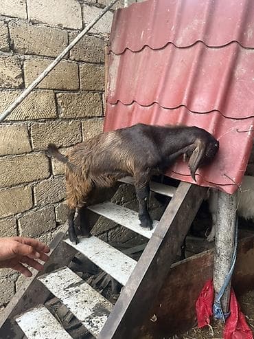 keci: Hələplə Alpinin qarışığıdı hər biri cins keçilərdi təcili satılır — 9