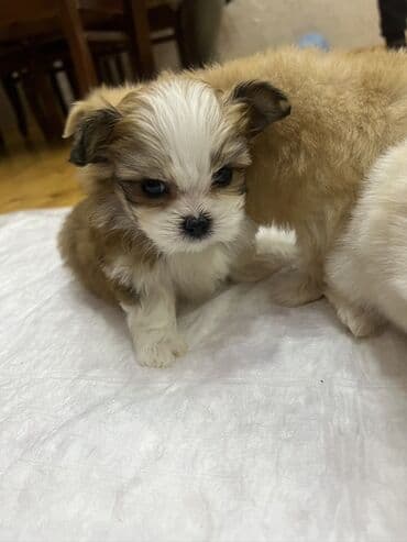 Mərmər effektli PVC panellər: Shi-tsu — 2