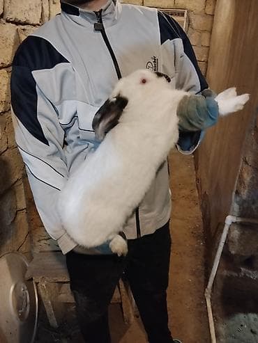 seki heyvan: 🐇 Velikan və Kaliforniya Dovşanları Satılır Təmiz qan xəttindən olan — 5