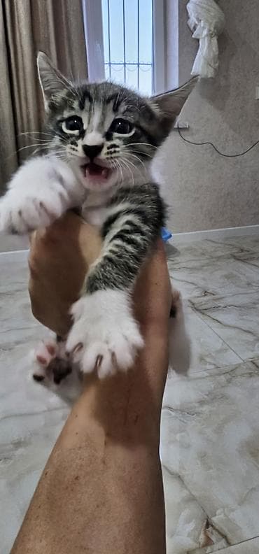 ari ramkasi satisi: Yaxşı əllərə — 4