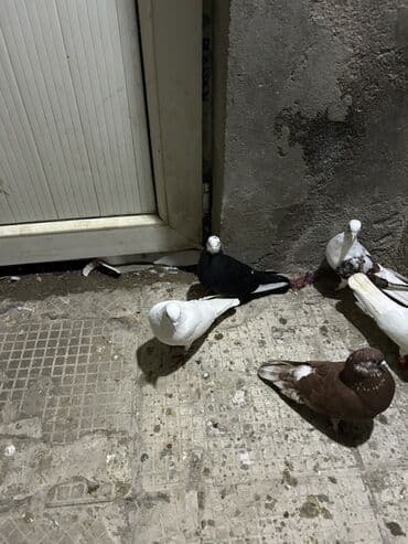 Собаки: Məhsul: Qüvvətli uçuş və dekorativ görünüşlü göyərçinlər dəsti — 3