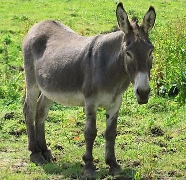 uzun qulaqlar: Eşşək – orta boy, boz rəngli, qısa və sıx tük örtüyü ilə. Uzun — 1