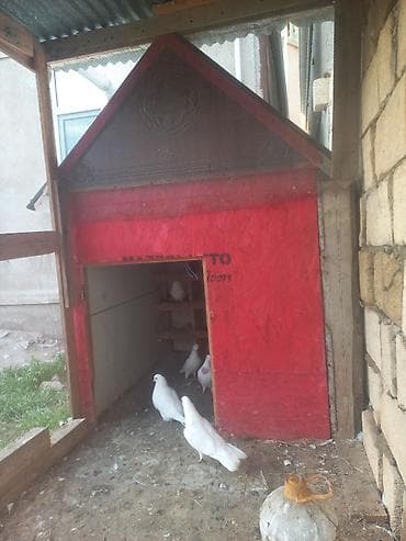 berde mal bazari: Salam bu quşxan satılır - Konstruksiya: taxta karkas, damı şiferdən — 3