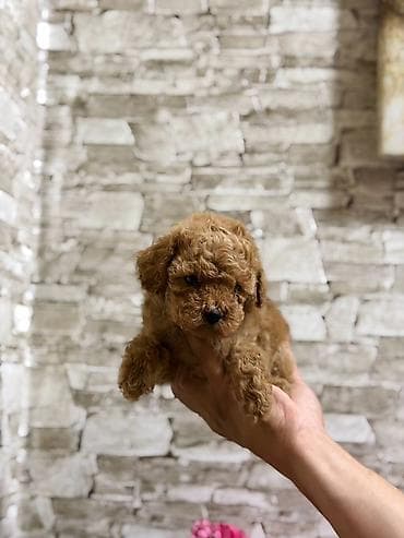 itlə barter: Pudel — 7