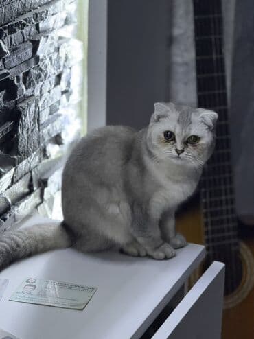 Şotland yastı qulaq