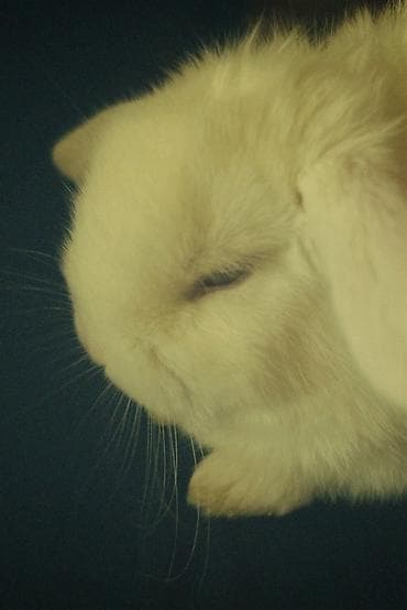 Птицы: 2 denədir deyə satıram 2 sinə birlikdə baxa bilmirəm hər şeyi — 8