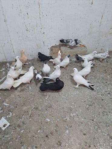 Gəmiricilər: Salam. goyercinler kom 6 manat tek tek 8 manat. goyercinle Bakının — 1