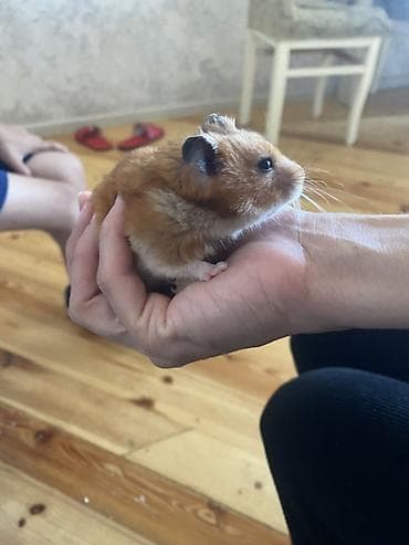 ev qus: Hamster – balaca, mehriban ev heyvanı PULSUZ VERİLİR 4ədəd baladır — 6