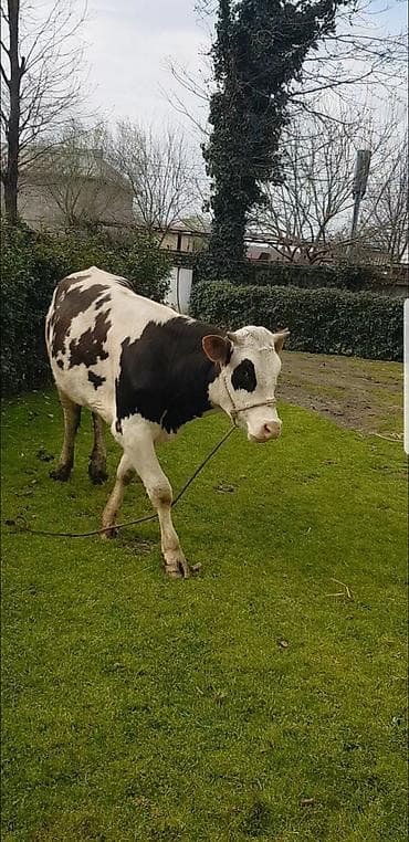 anqus dana: Qaramal – erkək dana (qara-ağ alaca) simental 1 il 8 ayliq hundur — 2