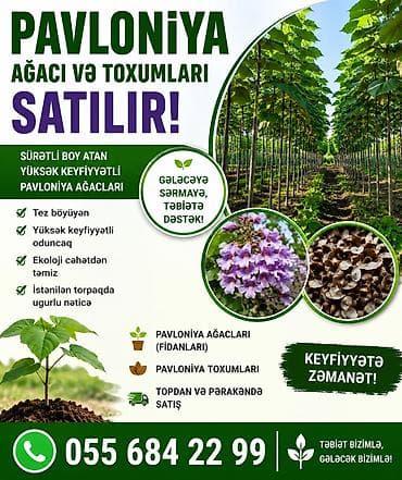 Pavloniya ağacları və toxumlari satılır Dunyanin ən tez böyüyən lalafo.az -da Pavloniya ağacları və toxumlari satılır Dunyanin ən tez böyüyən