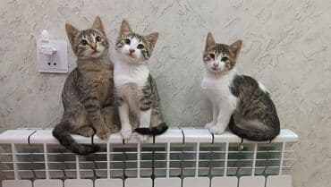 pişik erkek: Tabbi, Yaxşı əllərə — 3