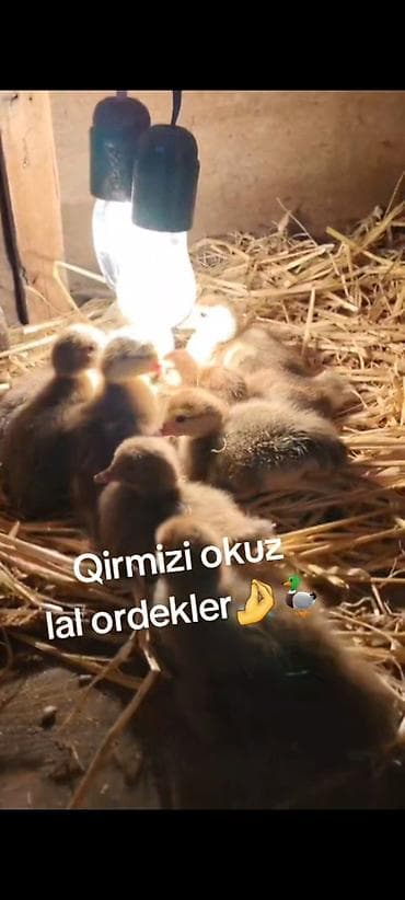 Qirmizi okuz krasnadar balalari satilir hal hazirda var 40 dene qiymet