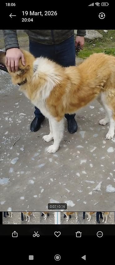 alman ovçarkasının küçükləri: Qurdbasar, 2 il, Erkek, Peyvəndli — 2