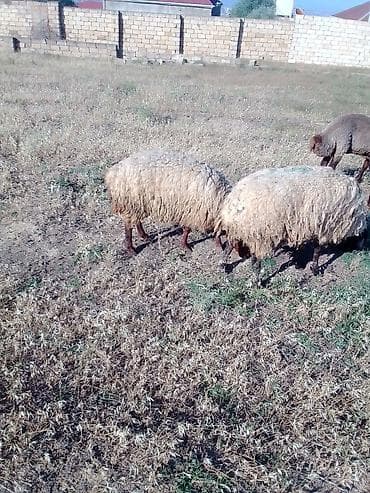 yorqa atlar: 3 dənəsi 1100 manata real alıcıya endirim olacaq istəyən olsa yazsın — 8