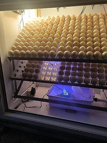 mini inkübatör: Tam avtomat — 3