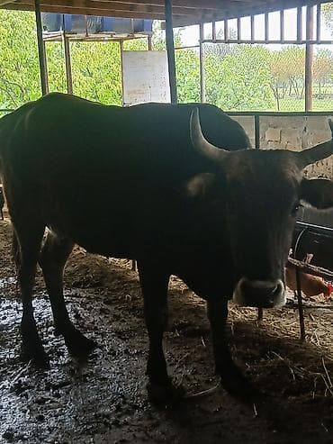 Salam aleykum əvvəla super kök inəkdi kısır kəskiyə yararlı 270kg əti