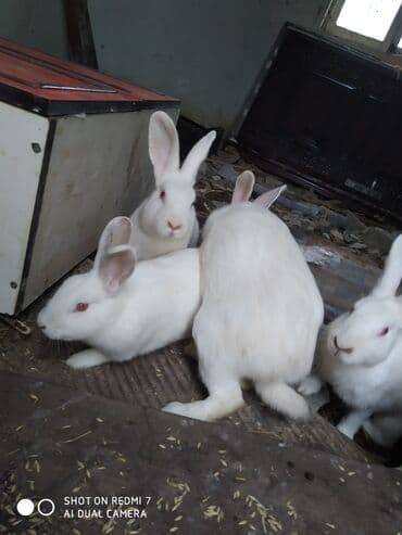 Ağ rəngli ev dovşanları – bir neçə fərqli fərd - Rəng: tam ağ