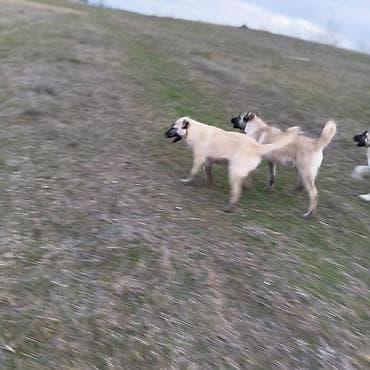 qarğa balası: Kanqal — 2