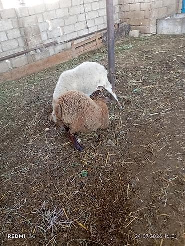 pekines bala: Orta yas heyvandi disleri hamisi agzindadi qoc icinde olub yaninda — 4