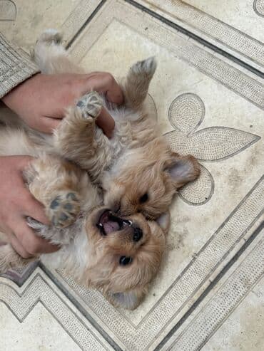 it cütləşdirmək: Pekines, 2 ay — 1