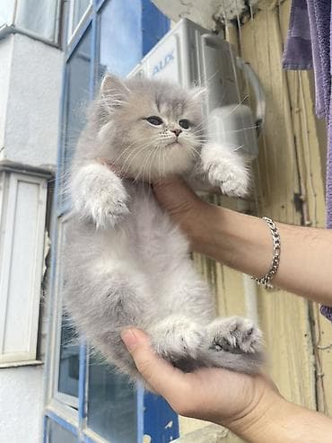 pisiy balasi: Şinşilla, Erkək, Yaxşı əllərə — 3