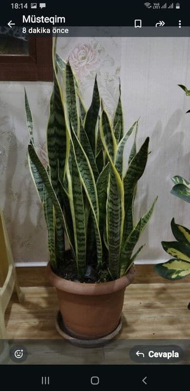 gil qab: Sansevieria (Qayın dili) otaq bitkisi - Uzun, qalın bıçaqvari — 1