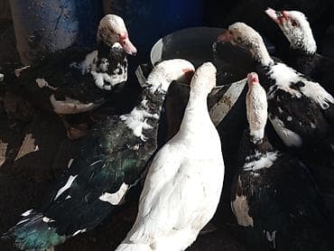 Птицы: ÇOX TECİLİ SATLİR DAMAZLİQ HEYVANARDİ ELADLAR İÇLERDE AQ QARA BAŞDA — 2