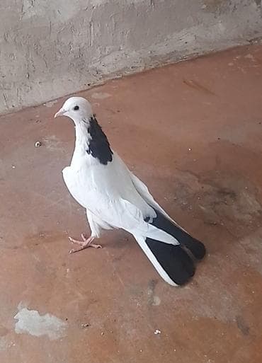 Göyərçinlər: 13 tuk erkeydi tuleydedi — 1