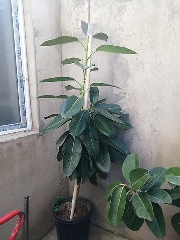 2021 sekili: Geniş yarpaqlı “Ficus elastica” (rezin ağacı) saksı bitkisi - Növ — 3