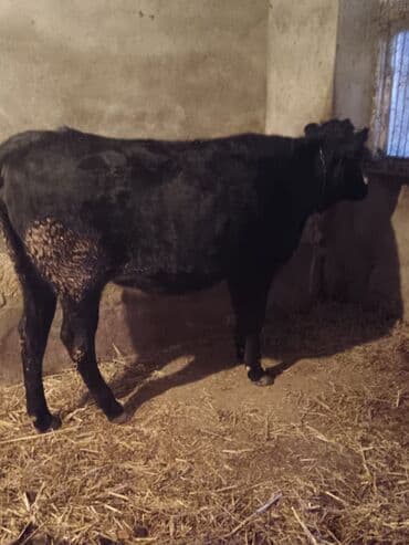 Digər heyvanlar: Dana, buzov, Dişi, ay: 1, 130 kq, Damazlıq, Ünvandan götürmə — 3