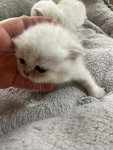 Золотая шиншилла — 3