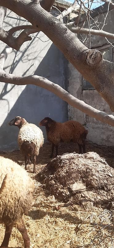 qoyun sekilleri: Qoyunlar – 3 baş - Növ: yerli qoyun (xırdabuynuzlu) - Rənglər: qara — 5