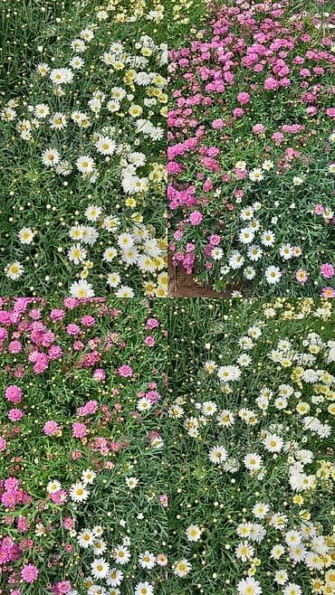 Margaritka (Argyranthemum frutescens) kolları – ağ və çəhrayı