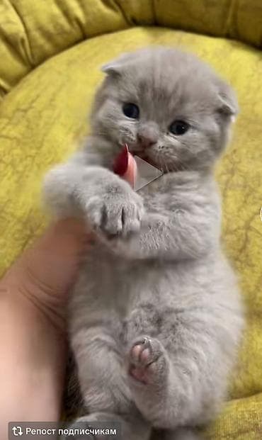 Zərif və çox tüklü balaca pişik balası - Yaş: balaca - Cins: uzun