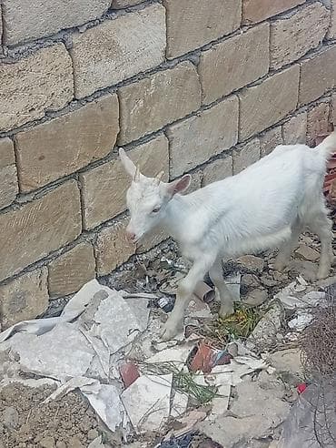dişi: 20 baş çəpişdi erkekli dişili çoxunun burda. Şəkili yoxdu — 2