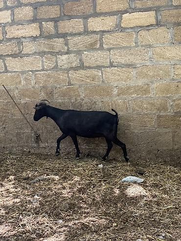 heyvan mal: Dişi, il: 1, Damazlıq, Ünvandan götürmə — 3