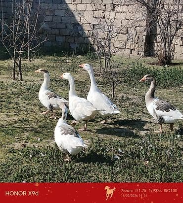 Qaz sürüsü — kənd həyətində bəslənmiş ev quşları - Növ: ev qazı (ağ