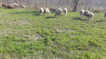 Коровы, быки: 8 ədəd quzıdı — 2