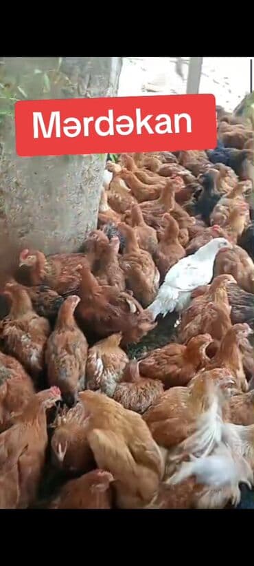 gence toyuq cuce: Toyuq, Ətlik — 1