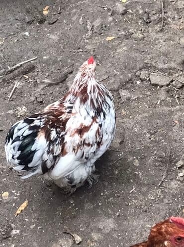 ördək balası və cücə: Cücələr – xırda ölçülü, dekorativ tip Məhsul təsviri: Qiymet birine — 7