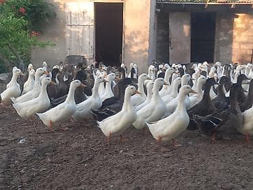 Digər quşlar: Salam ordekler saglamdi 2 kilodan artig cekisi gelir (Pekin-Yerli) — 3