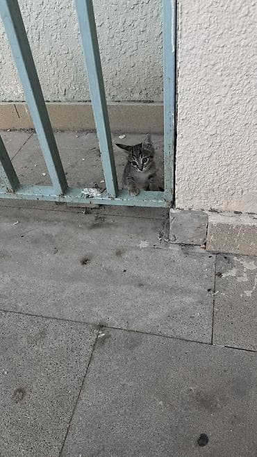heyvan: Yaxşı əllərə — 9
