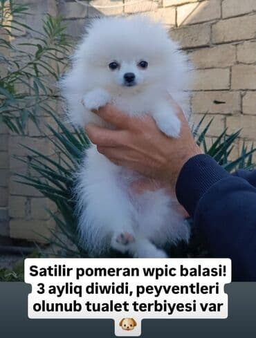 ingilis setter it cinsinin digər adı: Şpitz, 3 ay, Dişi, Peyvəndli — 1