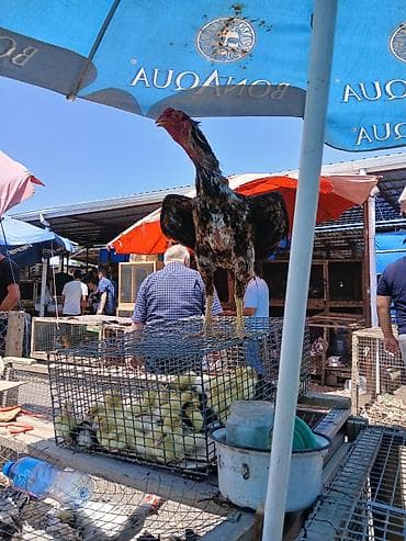 Kənd təsərrüfatı quşları: Satılır: Uzunboyun, güclü bədən quruluşlu döyüş tipli xoruz — 5