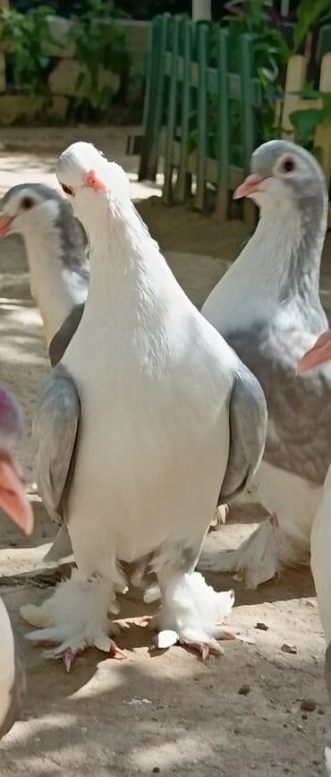 goyercin yuvasi satilir: 1cut delfin sahiblendirilir Yasamaldadi - Növ: dekorativ — 3