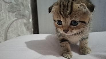 Heyvanlar üçün mallar: Britain Şotland Bala Pişikler Satılır! 5 denedir 1ay 10gunluy — 6