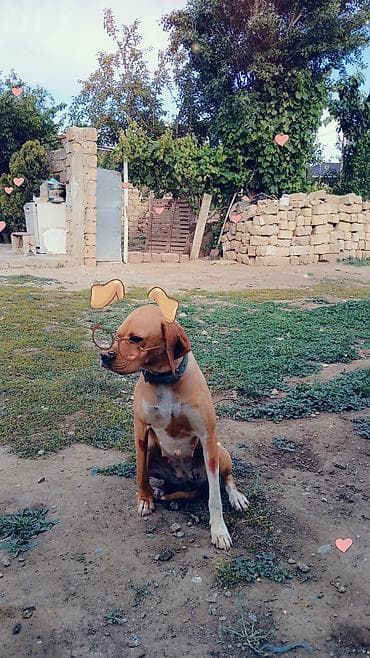 iran quslari: 2 il, Dişi, Peyvəndli, Ödənişli çatdırılma — 7