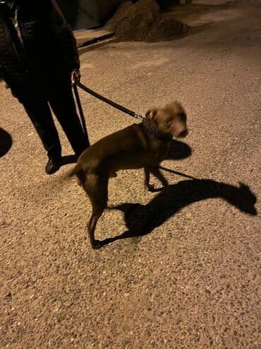 отдам собаку в хорошие руки: Питбуль — 2